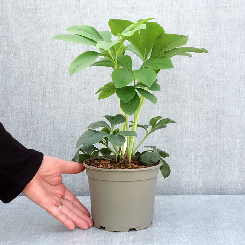 Amostra de Helleborus orientalis Peach with Dark Center - Rosa quaresmal pêssego Vaso de 2 L/3 L tal como entregue na primavera