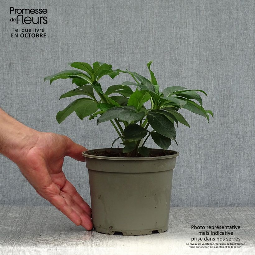 Amostra de Hellébore orientale Picotee Pot de 2L/3L tal como entregue no outono