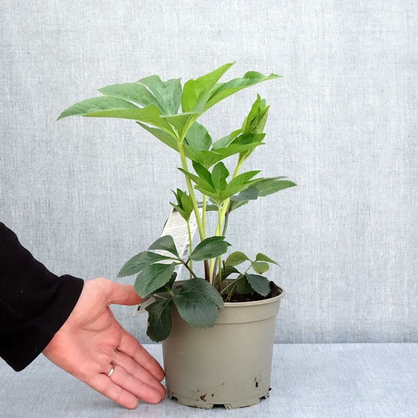 Amostra de Helleborus orientalis Picotee - Rosa quaresmal Vaso de 2 L/3 L tal como entregue na primavera