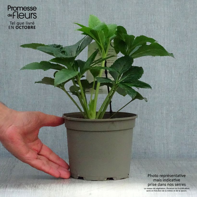 Amostra de Helleborus orientalis Pink Green Centre Vaso de 2 L/3 L tal como entregue no outono