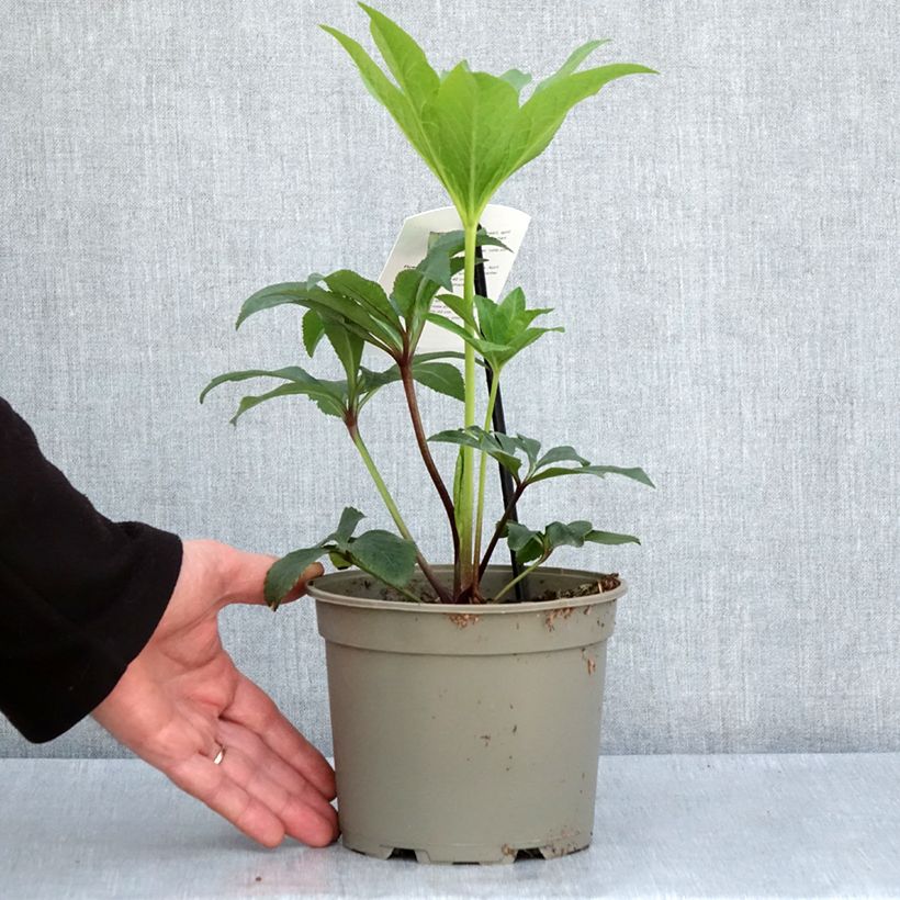 Amostra de Helleborus orientalis Pink Green Centre Vaso de 2 L/3 L tal como entregue na primavera