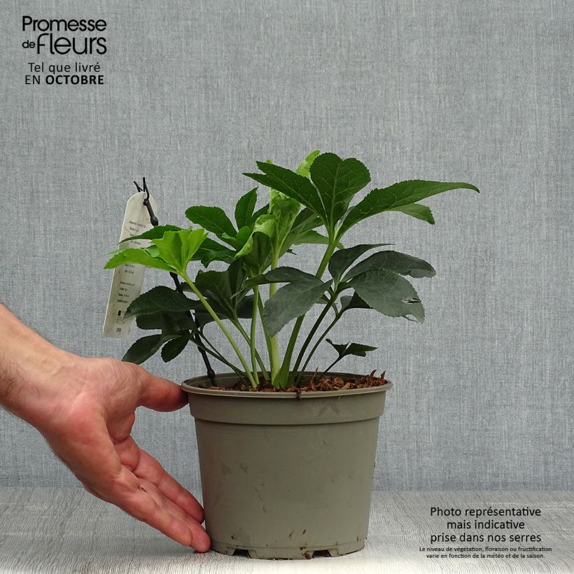 Amostra de Helleborus orientalis Pink Spotted Vaso de 2 L/3 L tal como entregue no outono