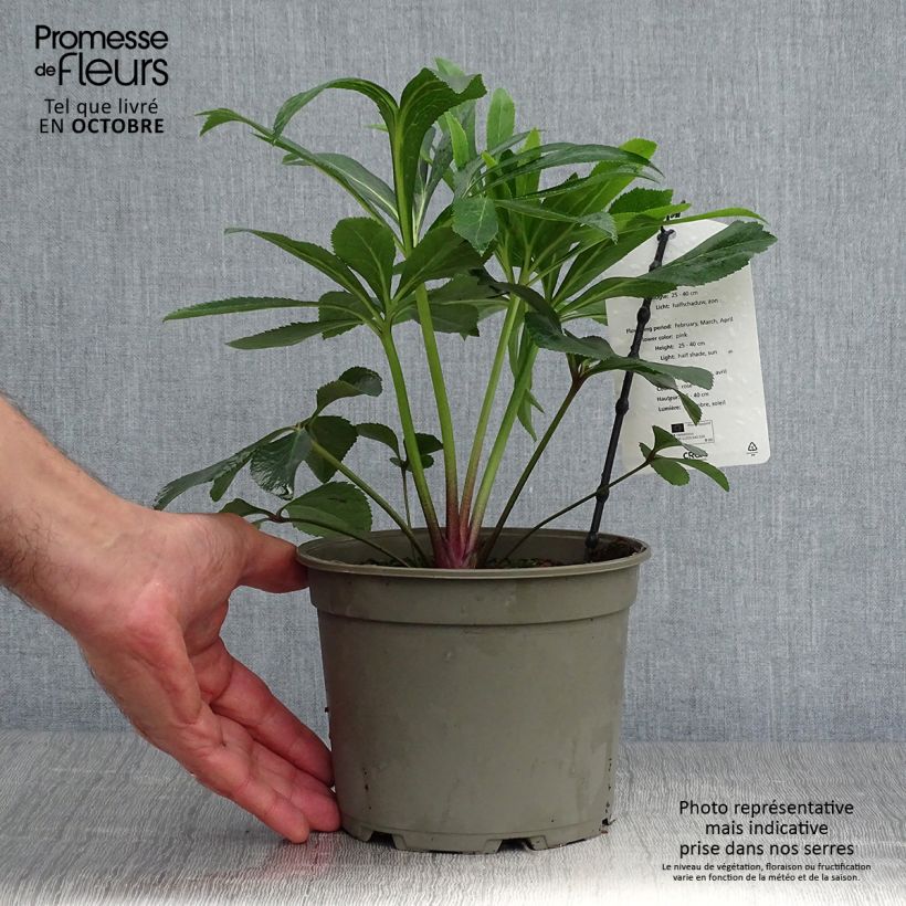 Amostra de Helleborus orientalis Rosa Vaso de 2 L/3 L tal como entregue no outono