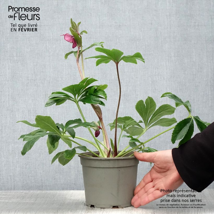 Amostra de Helleborus orientalis Vermelha Vaso de 2 L/3 L tal como entregue no inverno