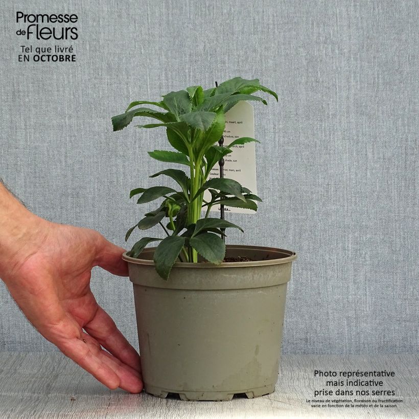 Amostra de Helleborus orientalis Slaty Blue Vaso de 2 L/3 L tal como entregue no outono