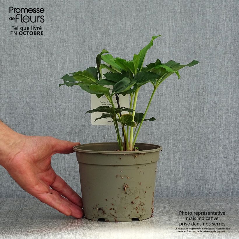 Amostra de Helleborus orientalis Super Yellow Vaso de 2 L/3 L tal como entregue no outono