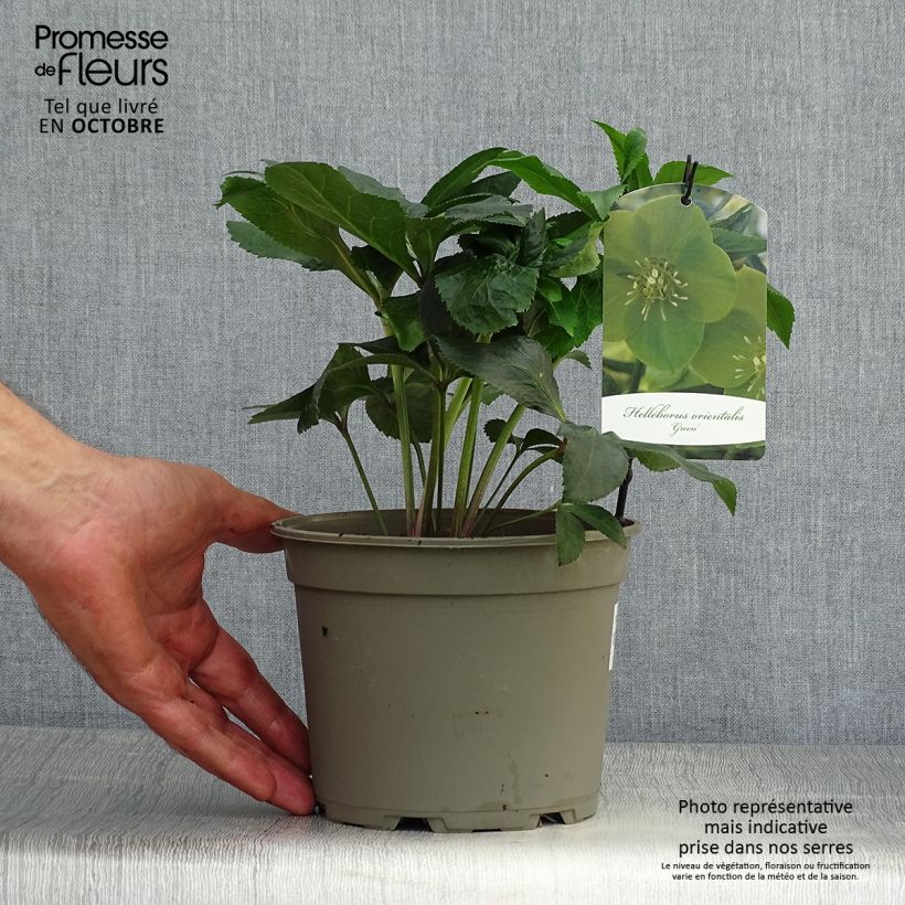 Amostra de Helleborus orientalis Green Vaso de 2 L/3 L tal como entregue no outono
