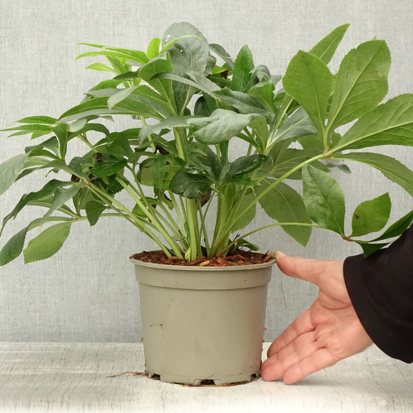 Amostra de Helleborus orientalis ViV Alessandra Vaso de 2 L/3 L tal como entregue no outono