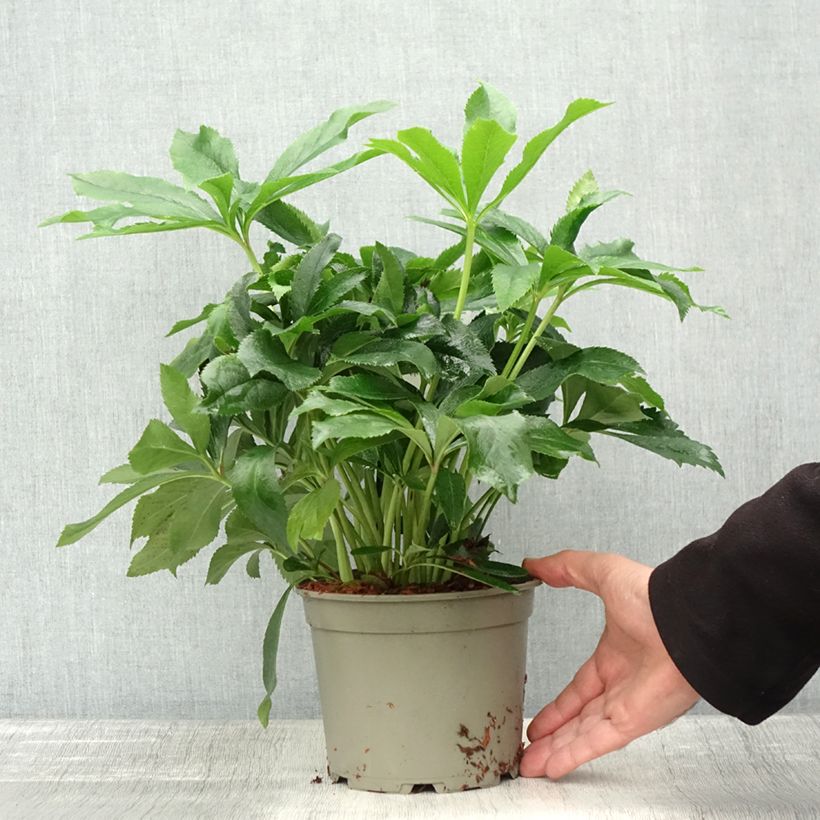Amostra de Helleborus orientalis ViV Alessia Vaso de 2 L/3 L tal como entregue no outono