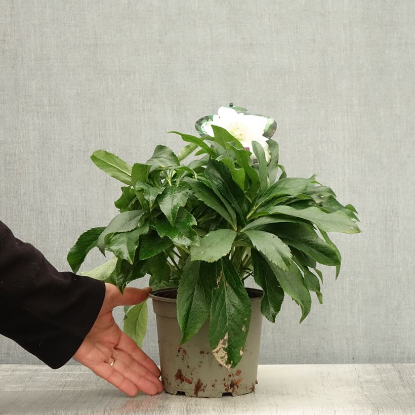 Amostra de Hellébore orientale ViV Amalia Pot de 2L/3L tal como entregue no outono