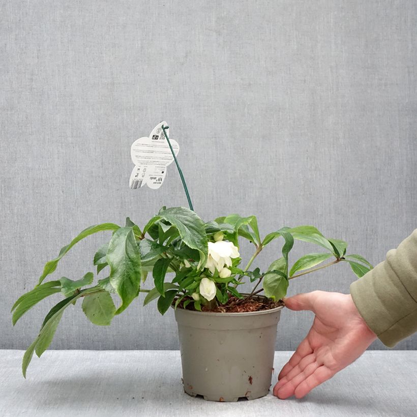 Amostra de Hellébore orientale ViV Amalia Vaso de 2 L/3 L tal como entregue no inverno