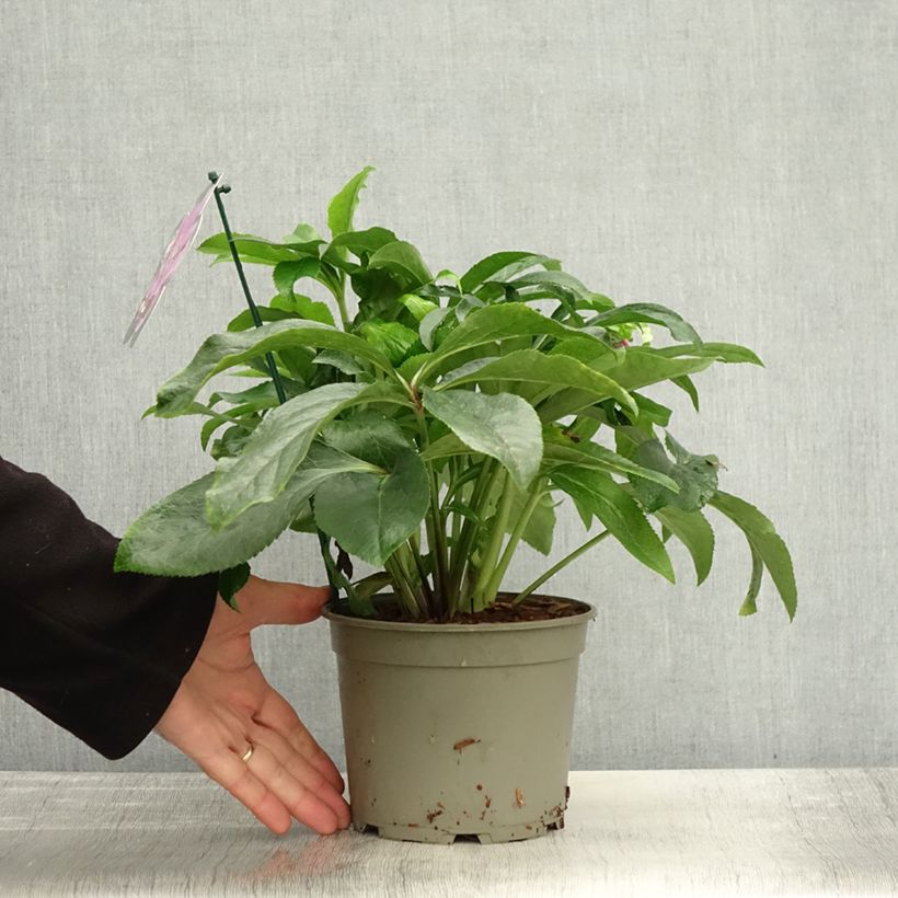 Amostra de Hellébore orientale ViV Ariana Pot de 2L/3L tal como entregue no outono