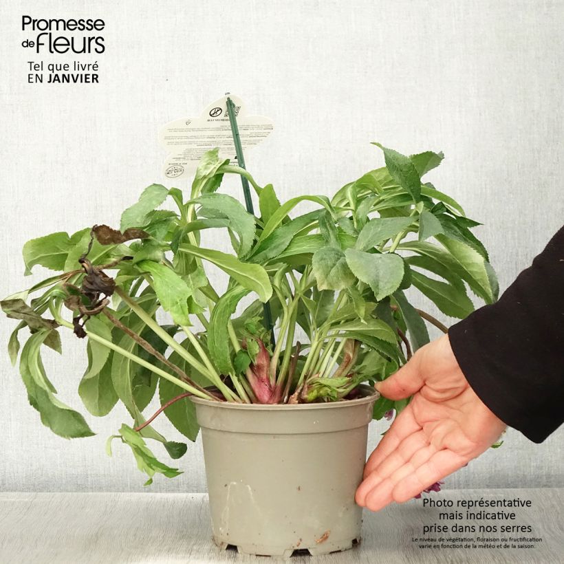 Amostra de Helleborus orientalis ViV Ariana Vaso de 2 L/3 L tal como entregue no inverno
