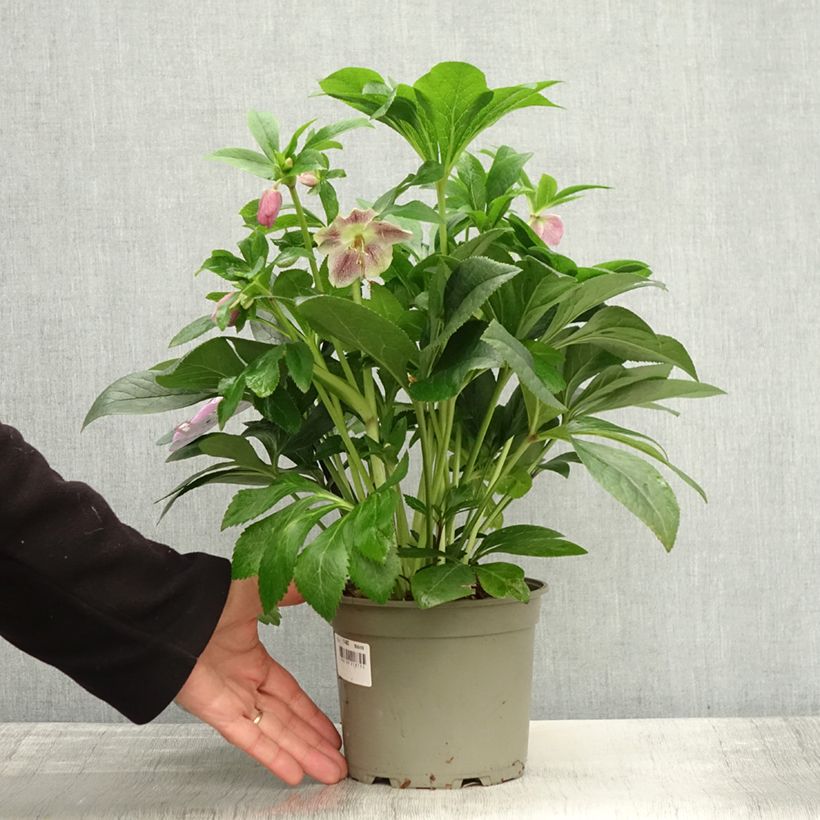 Amostra de Hellébore orientale ViV Batista Pot de 2L/3L tal como entregue no outono