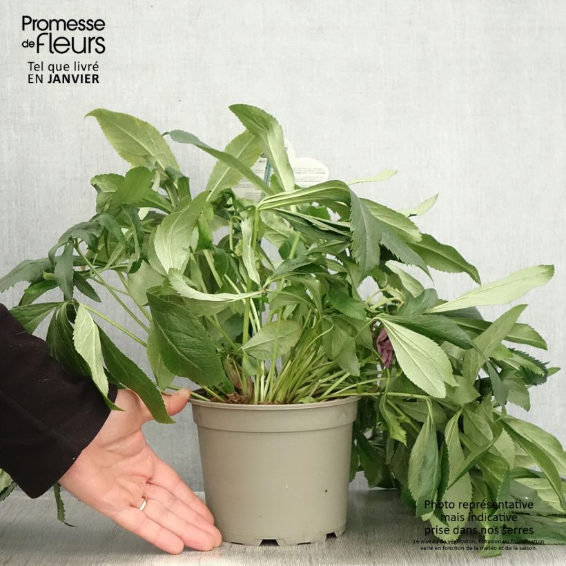 Amostra de Hellébore orientale ViV Batista Vaso de 2 L/3 L tal como entregue no inverno