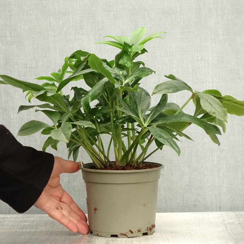 Amostra de Helleborus orientalis ViV Carlotta Vaso de 2 L/3 L tal como entregue no outono
