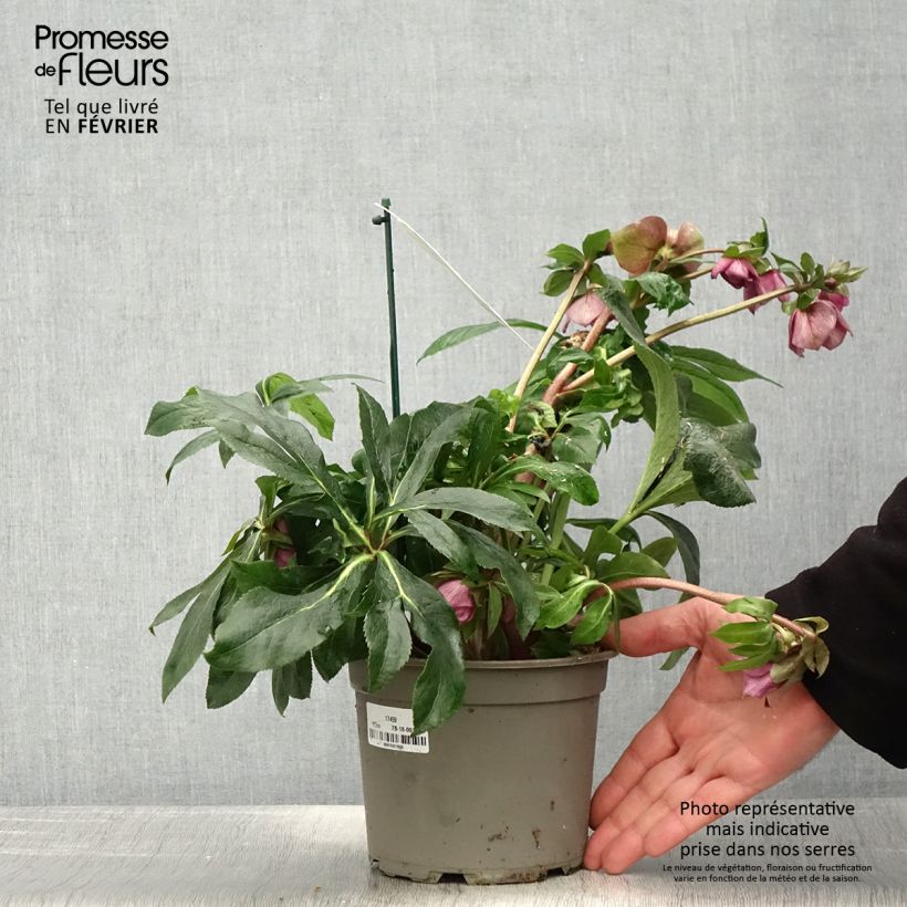 Amostra de Helleborus orientalis ViV Carlotta Vaso de 2 L/3 L tal como entregue no inverno