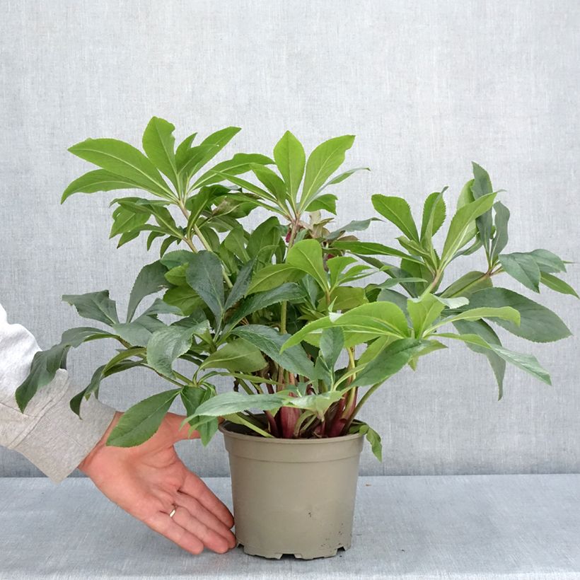 Amostra de Helleborus orientalis ViV Carlotta Vaso de 2 L/3 L tal como entregue na primavera
