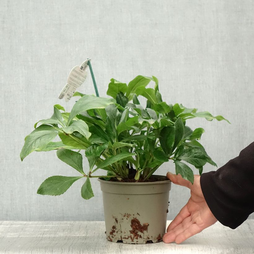 Amostra de Hellébore orientale ViV Celestina Pot de 2L/3L tal como entregue no outono