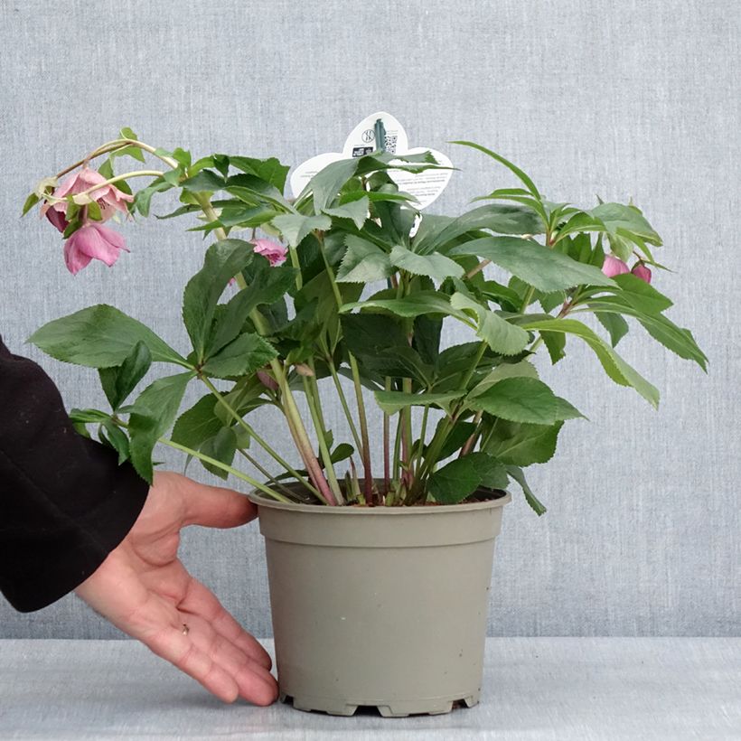Amostra de Hellébore orientale ViV Celestina Vaso de 2 L/3 L tal como entregue no inverno