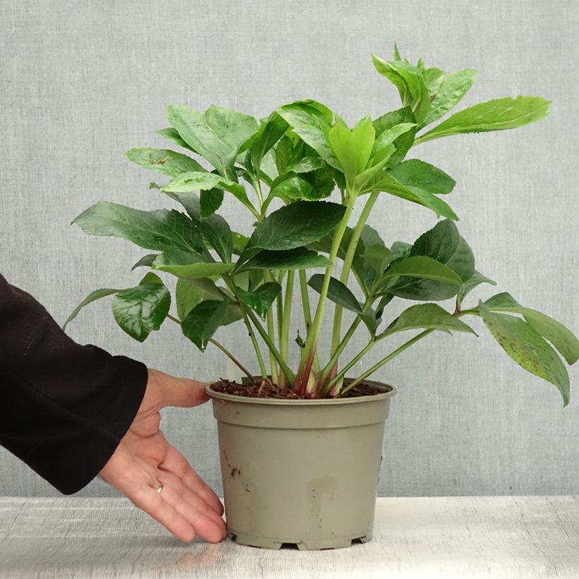Amostra de Helleborus orientalis ViV Cinzia Vaso de 2 L/3 L tal como entregue no outono