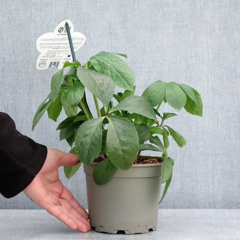 Amostra de Helleborus orientalis ViV Cinzia Vaso de 2 L/3 L tal como entregue no inverno