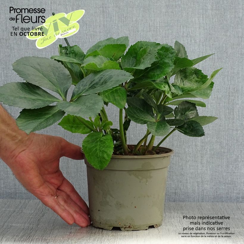 Amostra de Hellebore orientale ViV Diana Pot de 2L/3L tal como entregue no outono