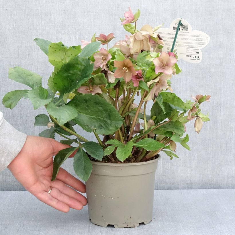 Amostra de Helleborus orientalis ViV Diana Vaso de 2 L/3 L tal como entregue na primavera