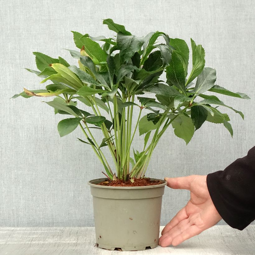 Amostra de Helleborus orientalis ViV Elena Vaso de 2 L/3 L tal como entregue no outono