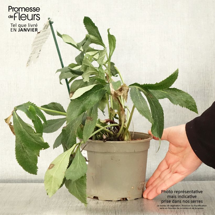 Amostra de Helleborus orientalis ViV Elena Vaso de 2 L/3 L tal como entregue no inverno