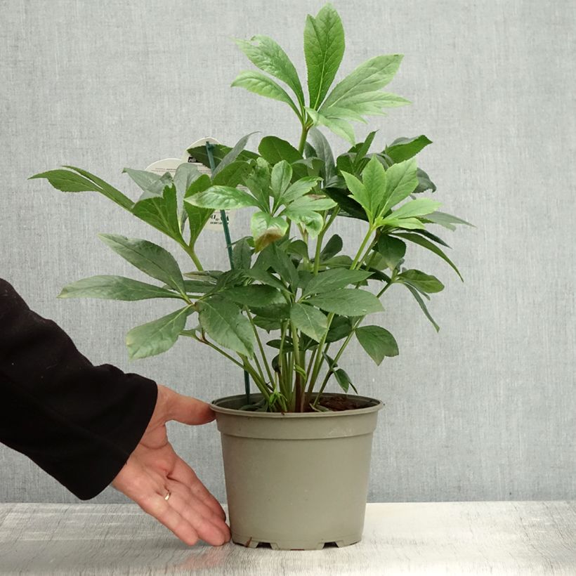 Amostra de Helleborus orientalis ViV Eloisa Vaso de 2 L/3 L tal como entregue no outono