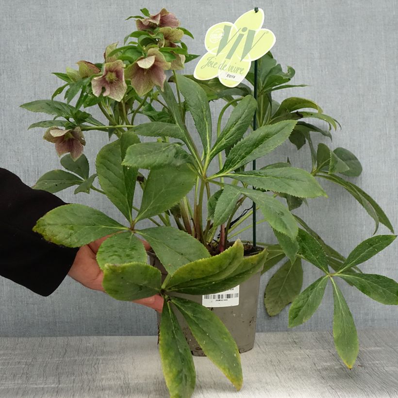 Amostra de Helleborus orientalis ViV Eloisa Vaso de 2 L/3 L tal como entregue na primavera