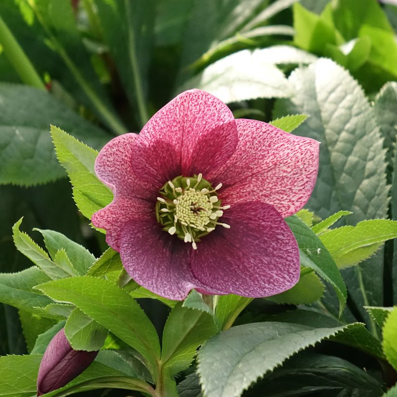 Helleborus orientalis ViV Eloisa (Floração)