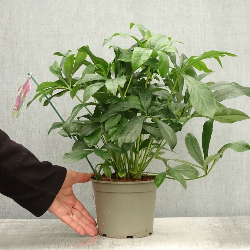 Amostra de Hellébore orientale ViV Elsa Pot de 2L/3L tal como entregue no outono