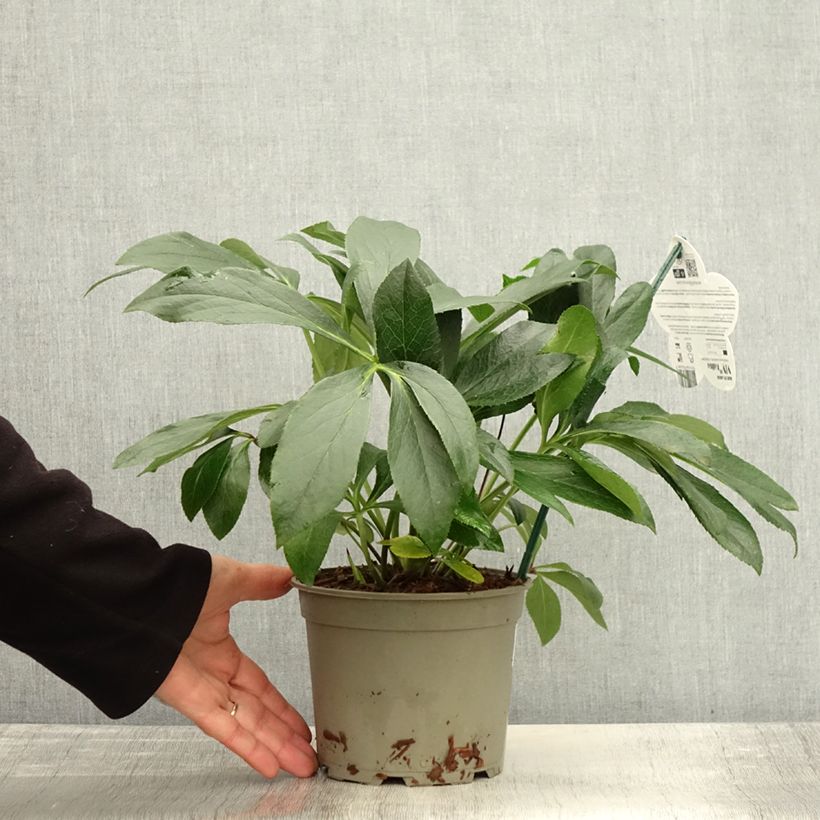 Amostra de Helleborus orientalis ViV Halina Vaso de 2 L/3 L tal como entregue no outono