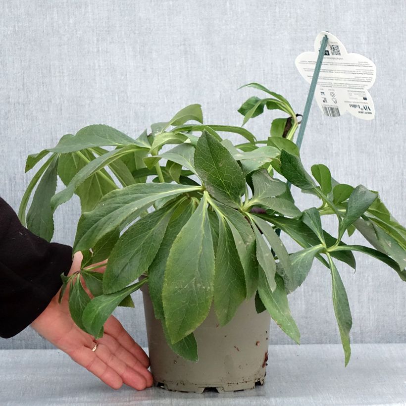 Amostra de Hellébore orientale ViV Halina Vaso de 2 L/3 L tal como entregue no inverno