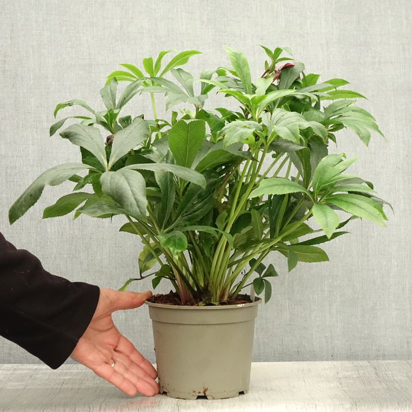 Amostra de Hellébore orientale ViV Liliana Pot de 2L/3L tal como entregue no outono