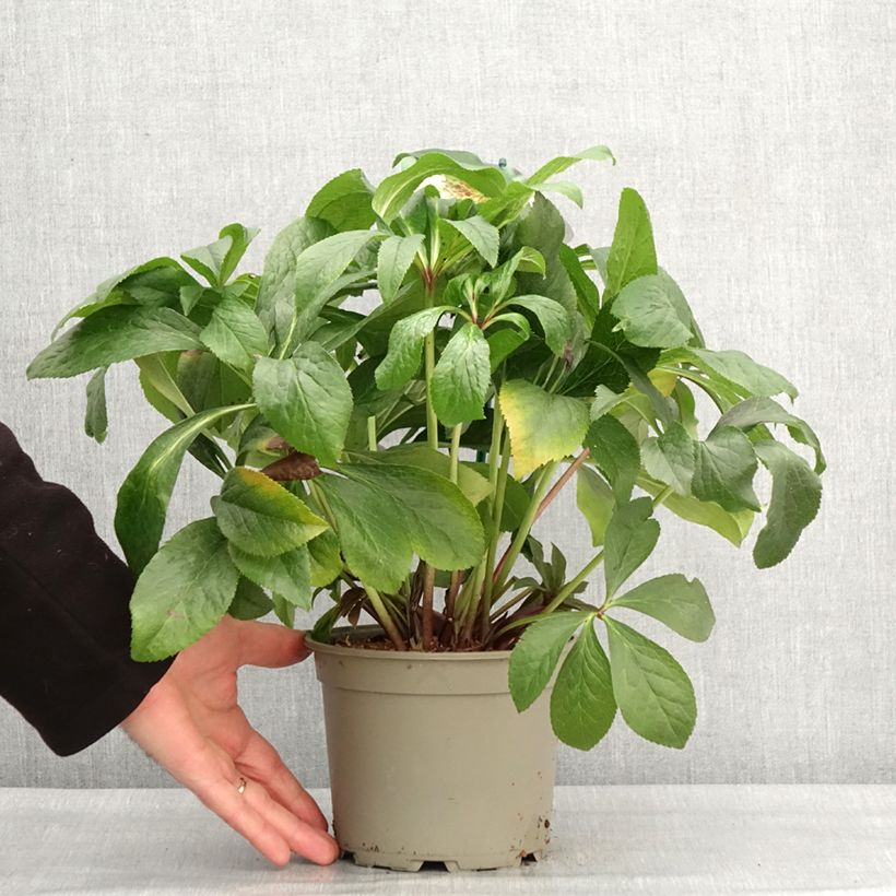 Amostra de Helleborus orientalis ViV Lucrezia Vaso de 2 L/3 L tal como entregue no inverno
