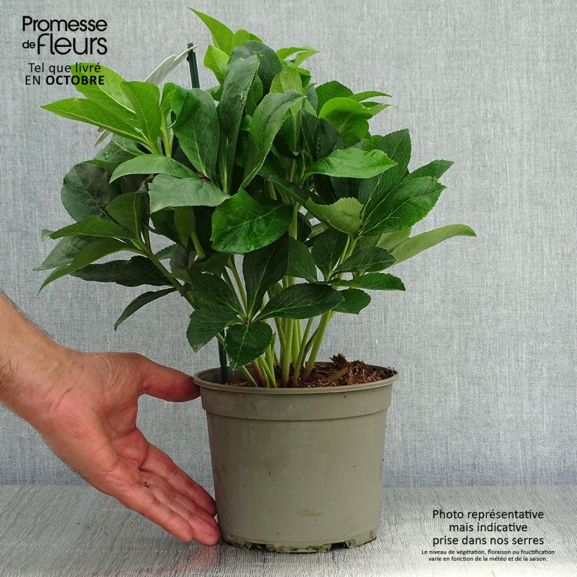 Amostra de Hellebore orientale ViV Luisa - Helleborus orientalis  Pot de 2L/3L tal como entregue no outono