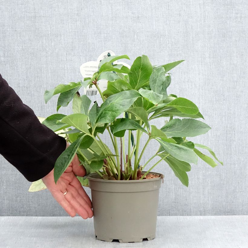 Amostra de Helleborus orientalis Luisa Vaso de 2 L/3 L tal como entregue na primavera