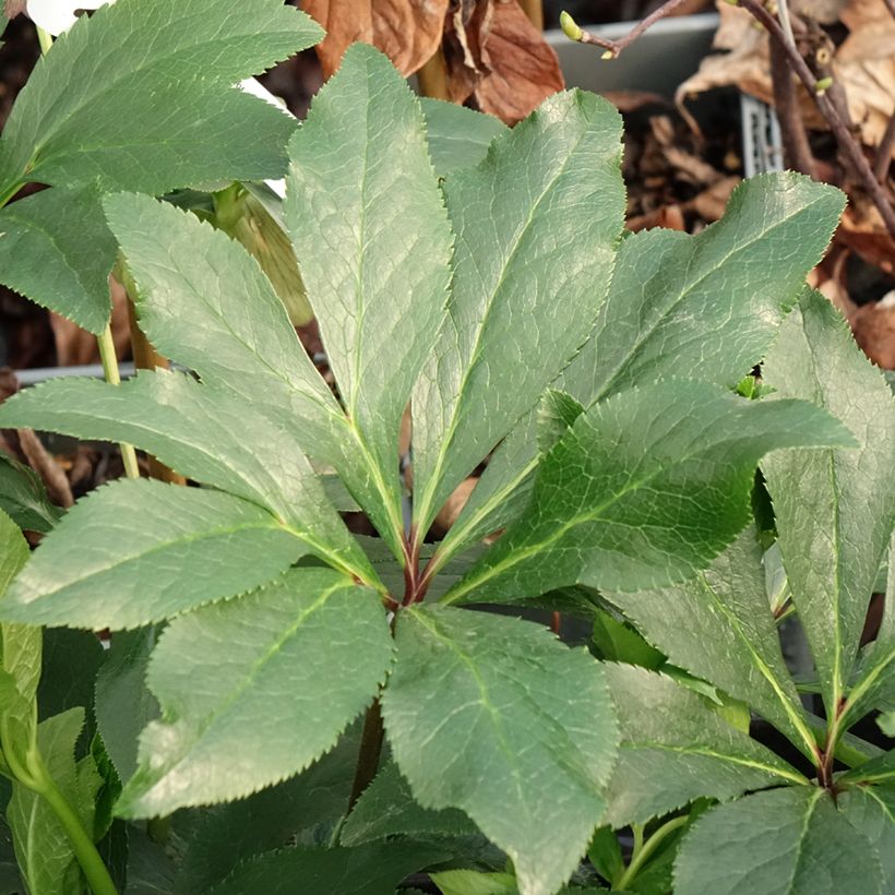 Helleborus orientalis Luisa (Folhagem)