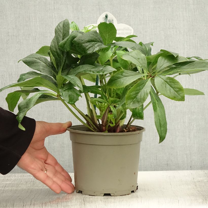 Amostra de Helleborus orientalis ViV Maeva Vaso de 2 L/3 L tal como entregue no outono
