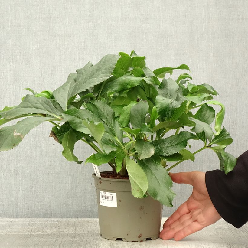 Amostra de Helleborus orientalis ViV Micaela Vaso de 2 L/3 L tal como entregue no outono