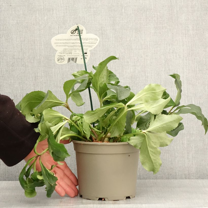Amostra de Helleborus orientalis ViV Micaela Vaso de 2 L/3 L tal como entregue no inverno