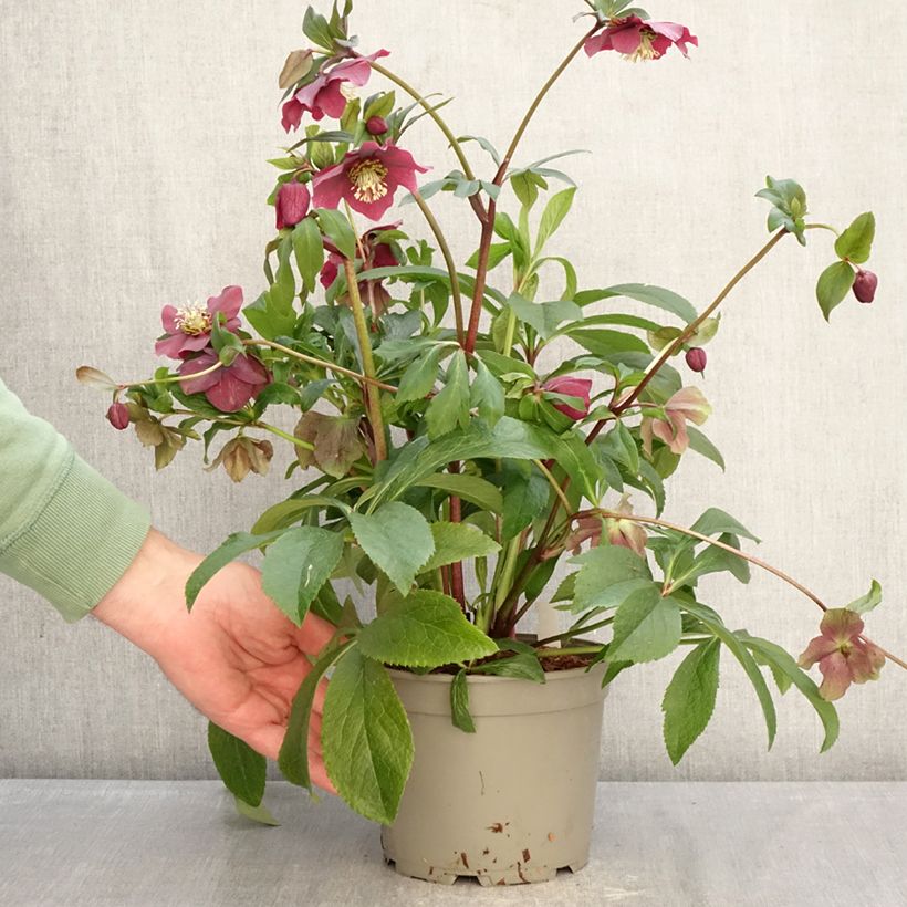 Amostra de Helleborus orientalis ViV Milana Vaso de 2 L/3 L tal como entregue no inverno
