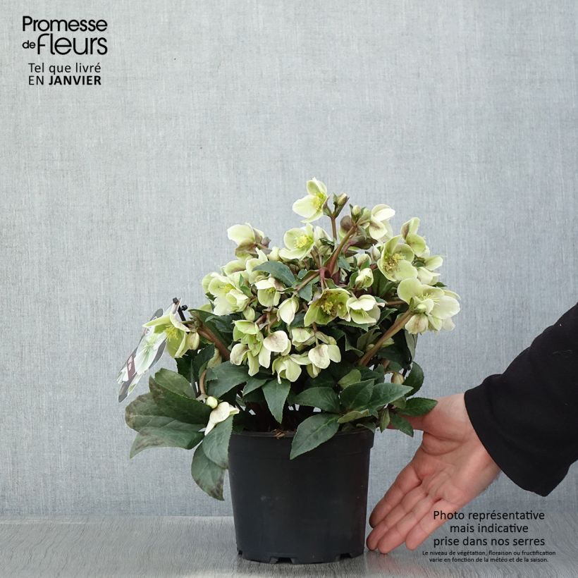 Amostra de Hellébore oriental ViV Olivia Vaso de 1 L/1,5 L tal como entregue no inverno