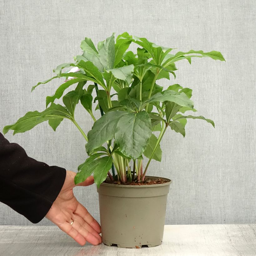 Amostra de Helleborus orientalis ViV Rosa Vaso de 2 L/3 L tal como entregue no outono