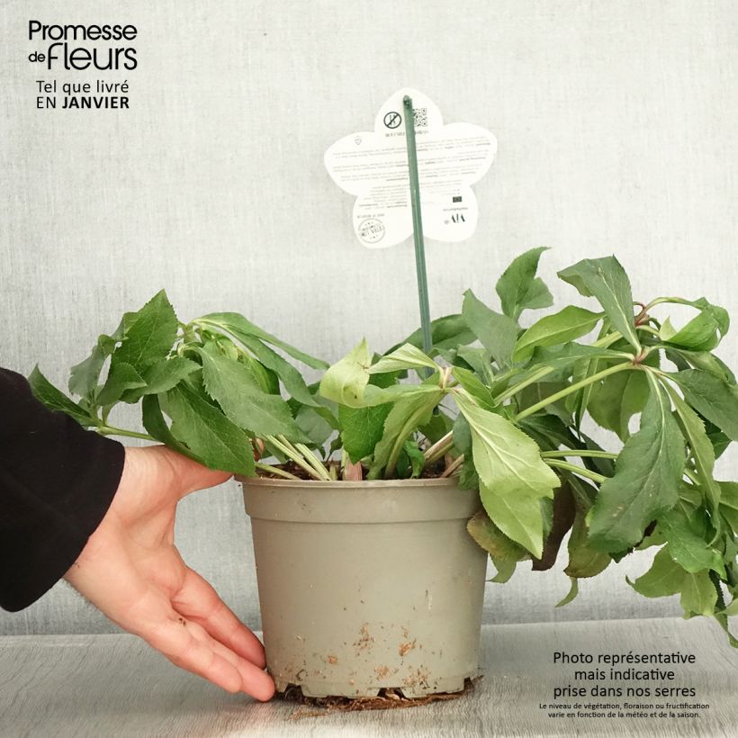 Amostra de Hellébore orientale ViV Rosa Pot de 2L/3L tal como entregue no inverno