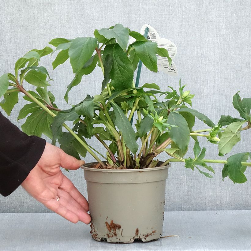 Amostra de Helleborus orientalis ViV Rosa Vaso de 2 L/3 L tal como entregue na primavera
