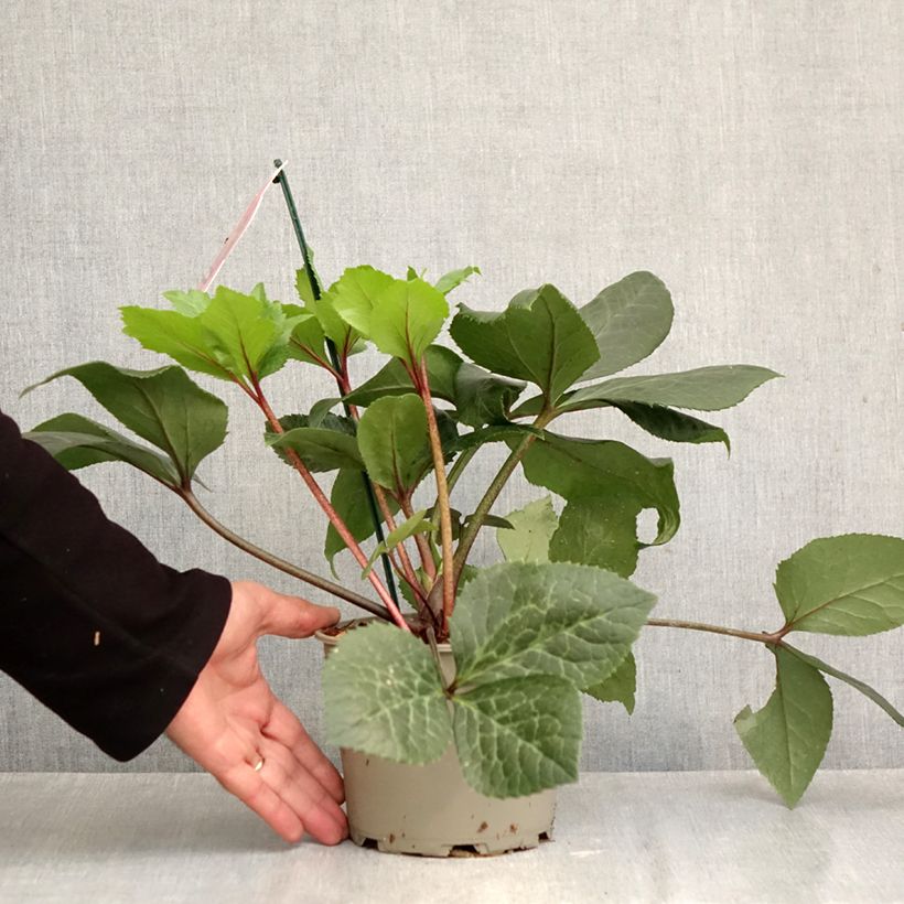 Amostra de Helleborus orientalis ViV Scarletta Vaso de 2 L/3 L tal como entregue no outono